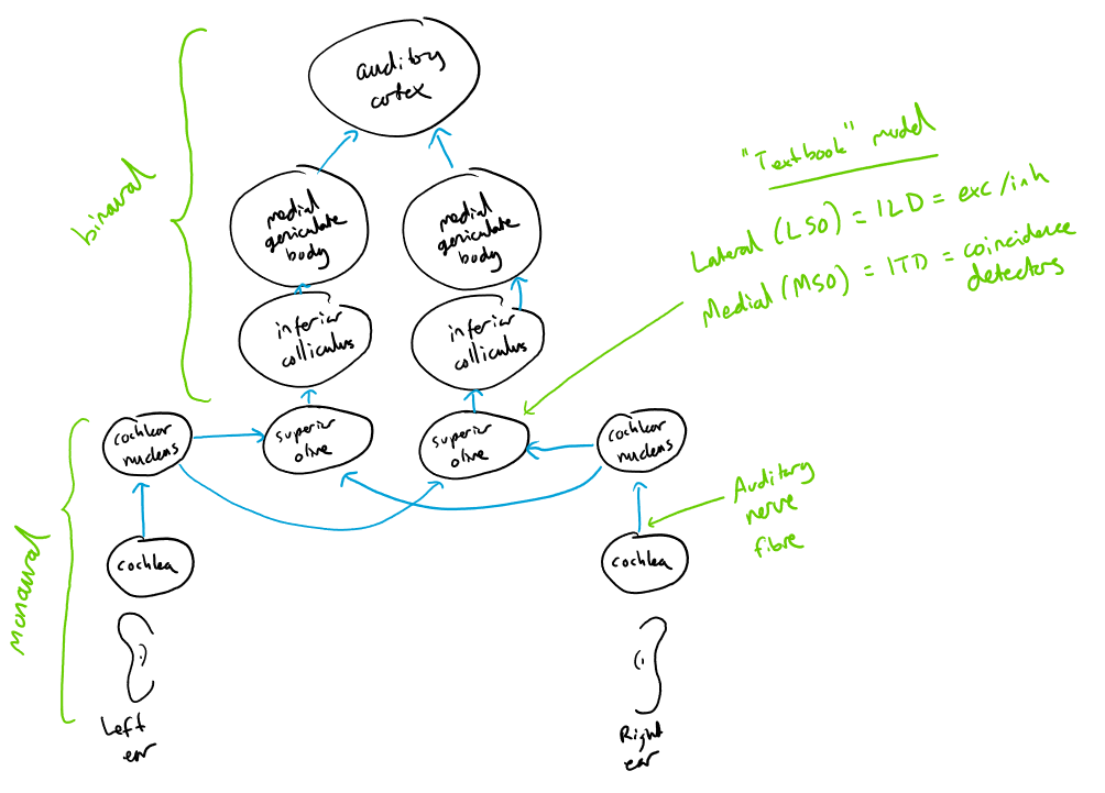 Auditory pathways