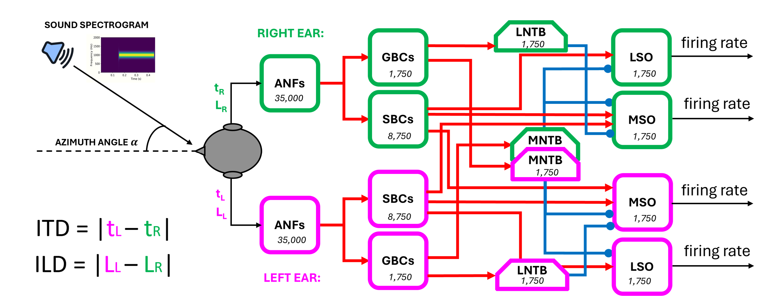 The end-to-end brainstem model with the network diagram. The number of neurons for each population is written in the respective block